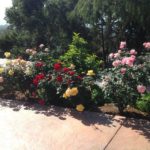 Fertilization of Plants | Landscapers Santa Barbara
