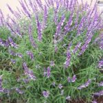 Lavender Spikes | Gardeners Santa Barbara