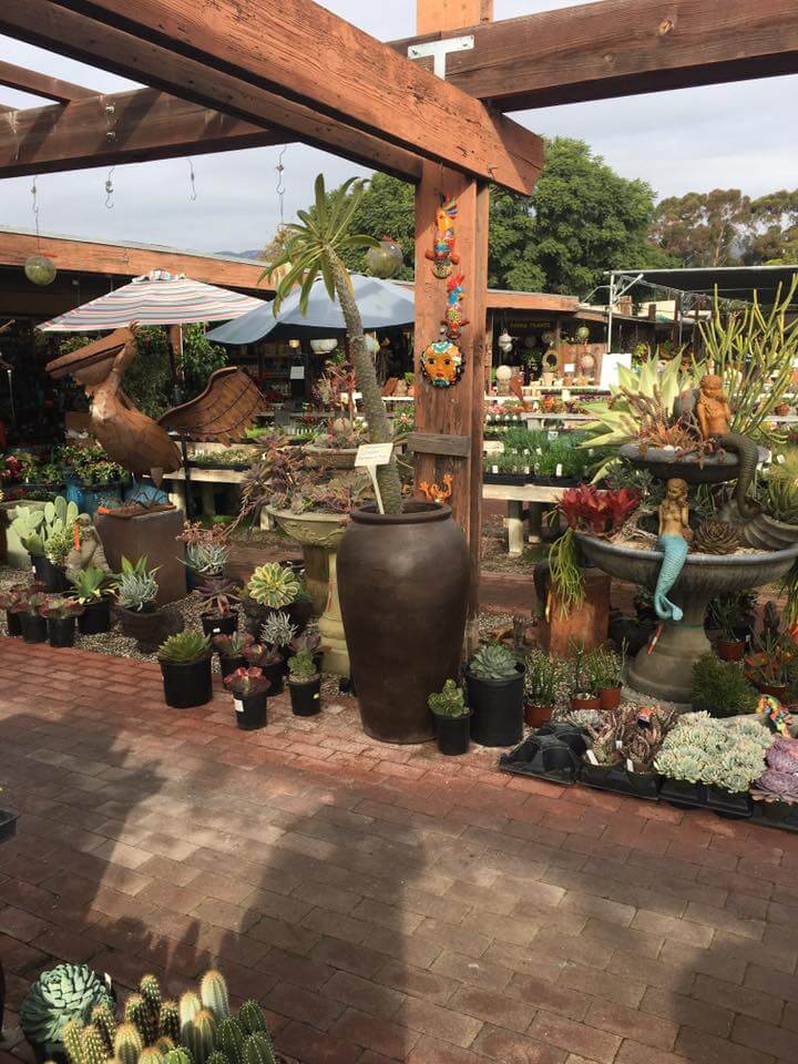 Plant for Drought Tolerant Landscape | Gardeners Santa Barbara