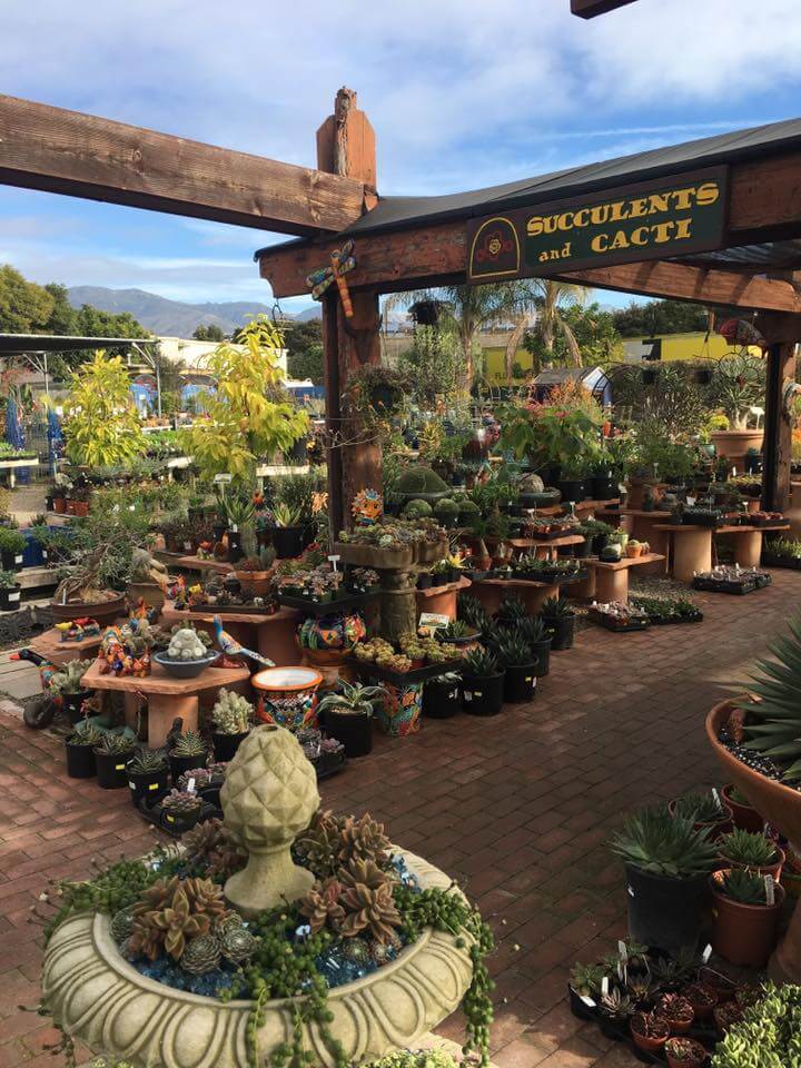 Drought tolerance Plants | Landscapers Santa Barbara