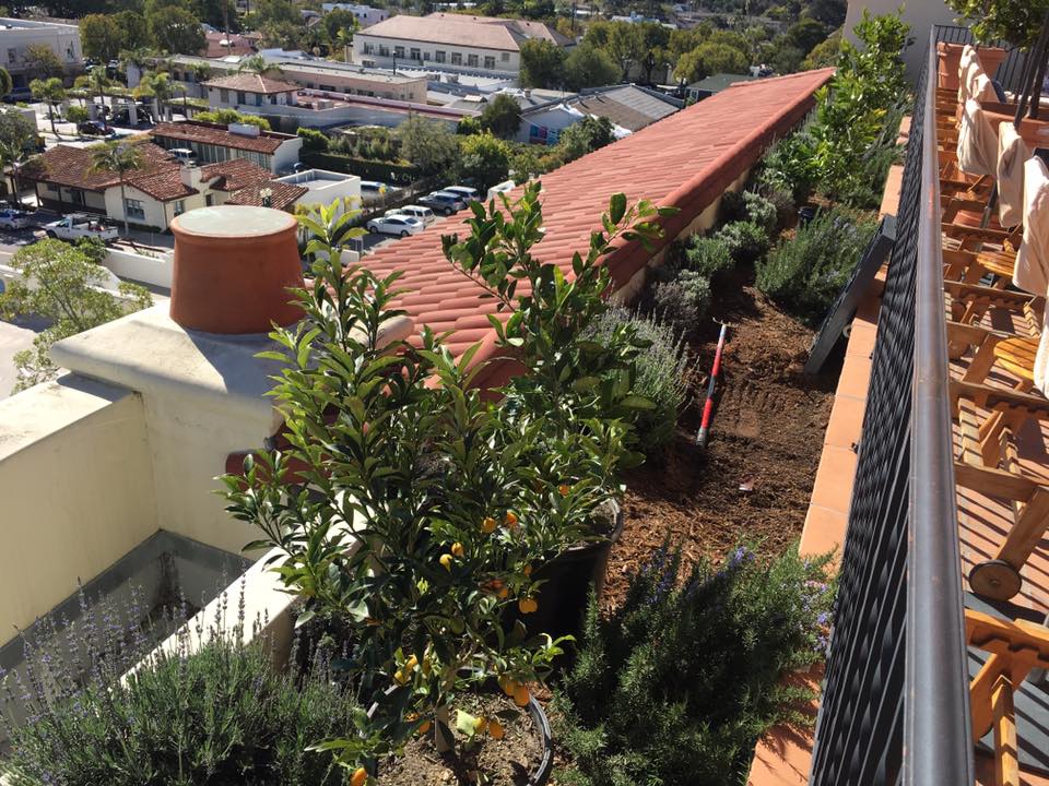 Citrus trees Planting In Santa Barbara | Gardeners Santa Barbara
