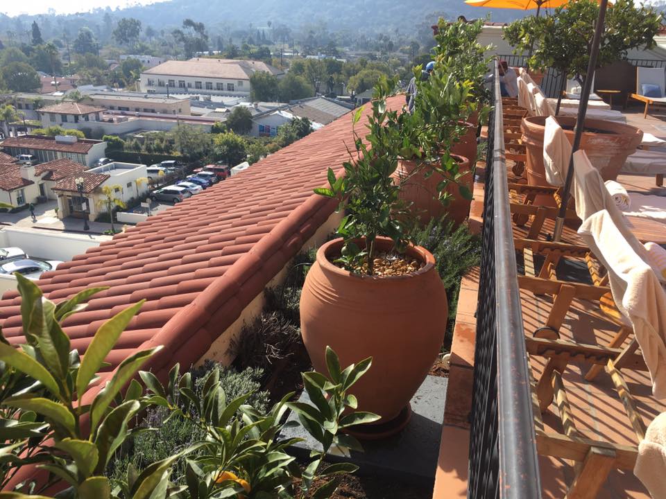 Gardening at Kimpton Canary Hotel in downtown Santa Barbara | Gardeners Santa Barbara