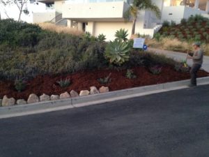 Lawn care agency in santa Barbara-SB Evolution Landscape