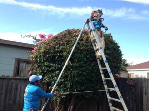 Landscaper in Santa barbara-sbevolutionlandscape