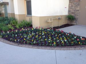 Landscaping Maintenance in Courtyard Marriot-sbevolutionlandscape