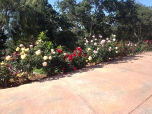 Landscaping in Courtyard Marriot-sbevolutionlandscape