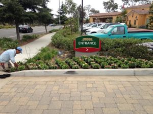 Landscaping in Courtyard Marriot-sbevolutionlandscape