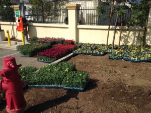 Landscaping in Courtyard Marriot-sbevolutionlandscape
