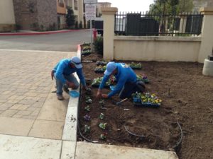 Landscaping in Courtyard Marriot-sbevolutionlandscape