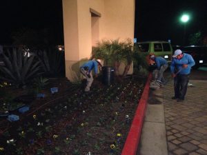 Landscaping in Courtyard Marriot-sbevolutionlandscape