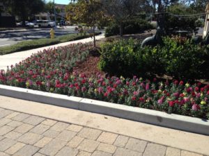 Landscaping in Courtyard Marriot-sbevolutionlandscape