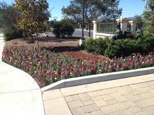 Landscaping in Courtyard Marriot-sbevolutionlandscape