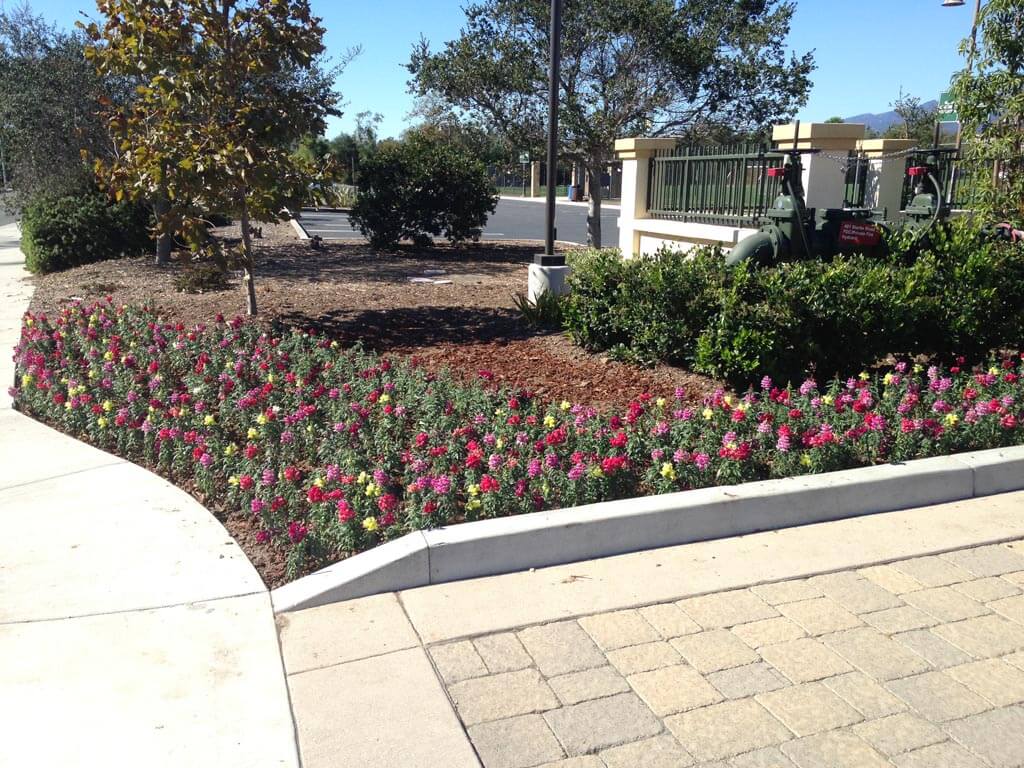 Landscaping in Courtyard Marriot | Gardeners Santa Barbara
