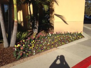 Landscaping in Courtyard Marriot-sbevolutionlandscape