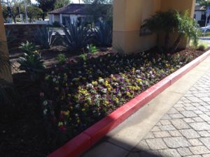 Landscaping in Courtyard Marriot-sbevolutionlandscape