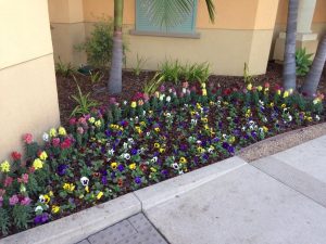 Landscaping in Courtyard Marriot-sbevolutionlandscape