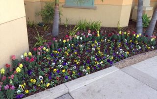 Landscaping in Courtyard Marriot-sbevolutionlandscape