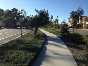 Landscaping Maintenance in Courtyard Marriot-sbevolutionlandscape