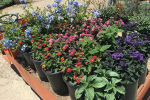 Gardeners tiny flowers