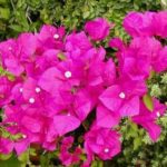 Bougainvillea for Grdening | Landscapers Santa Barbara