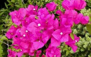 Bougainvillea