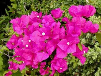 Bougainvillea Santa Barbara