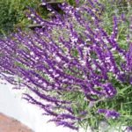 Mexican Bush Sage | Santa Barbara Gardens