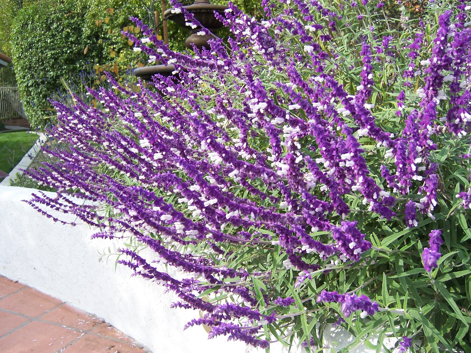 Mexican Bush Sage | Landscapers Santa Barbara 