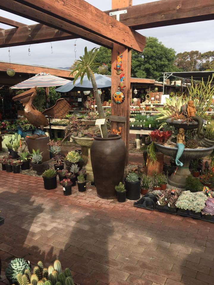 Succulents Plants | Landscapers Santa Barbara