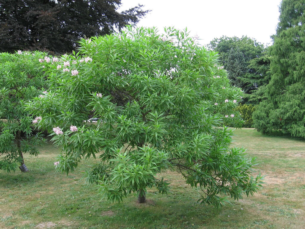 Chitalpa Tree | Landscapers Santa Barbara