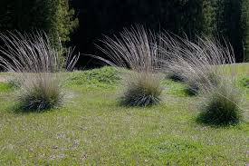 Deer Grass | Landscapers Santa Barbara