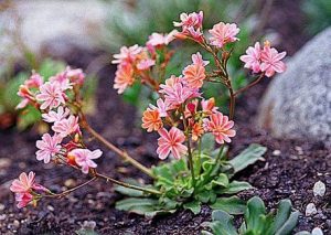 Lewisia-cotyledon