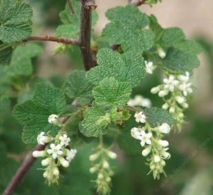 Ribes indecorum Plants