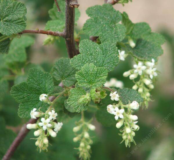 Ribes indecorum Plants | Gardeners Santa Barbara