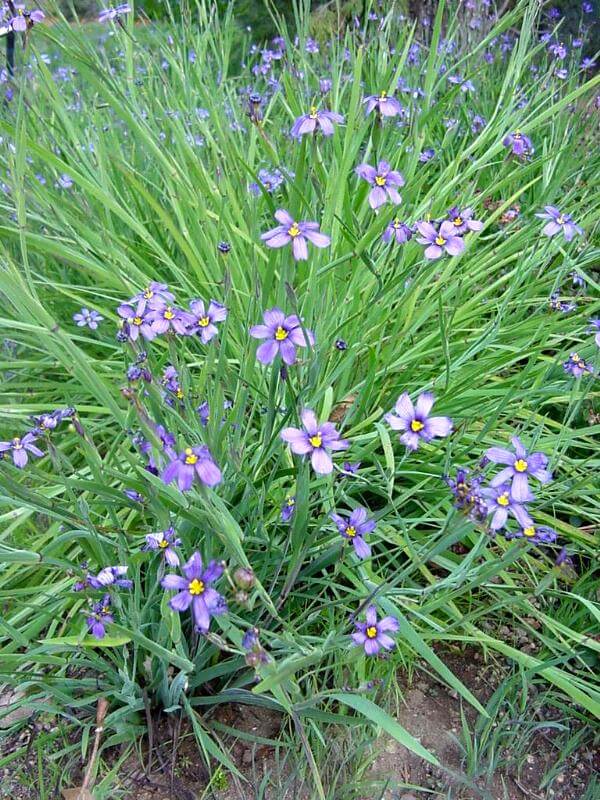 Blue Eyed Grass | Gardeners Santa Barbara