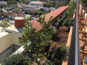 Dwarf size citrus trees Planting In Santa Barbara-sbevolutionlandscape