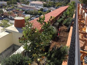 Citrus trees Planting In Santa Barbara-sbevolutionlandscape