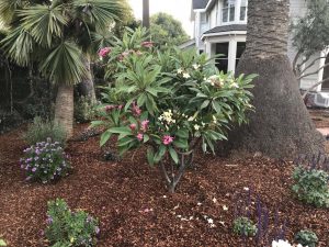 Landscape Maintenance