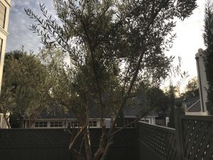 Landscape Maintenance Santa Barbara