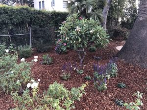 Landscape Maintenance Santa Barbara