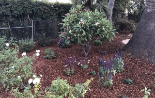 Landscape Maintenance Santa Barbara