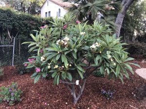 Landscape Maintenance Santa Barbara