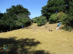 brush clearing