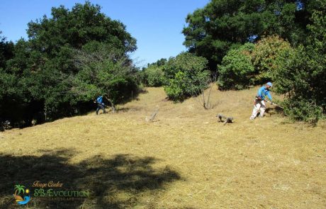 brush clearing