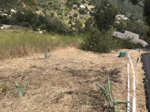 brush clearing
