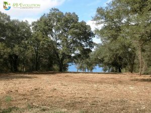 brush clearing services near me