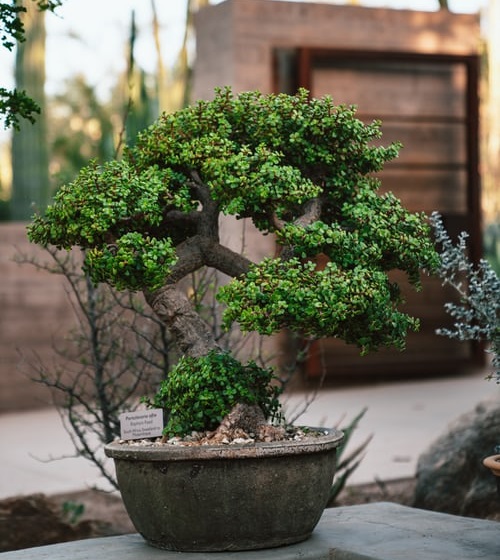 Front Yard Landscaping2