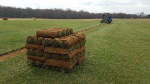 Installing New Sod - What You Need to Know