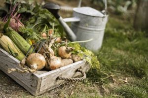 End of Summer Lawn and Garden Care