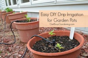 Using Drip Irrigation to Water Your Container Garden